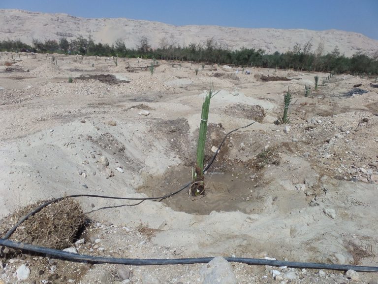 تم البدا فى زراعه 🌴فسائل النخيل ( صنف البارحى )